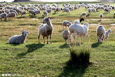 荷兰田园中带羊的白羊高清摄影大图-千库网