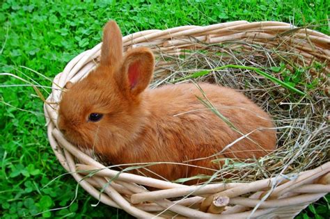 棕色小兔子图片-可爱的棕色小兔子素材-高清图片-摄影照片-寻图免费打包下载