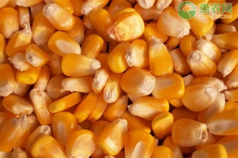 高产的玉米种子品种主要有哪些？良玉99审定号是多少-农百科