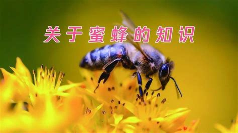 小学14 蜜蜂获奖ppt课件-教习网|课件下载