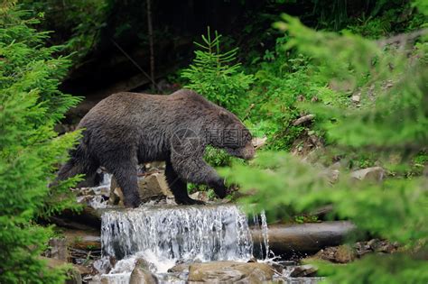 大棕熊在河流中高清图片下载-正版图片507302381-摄图网