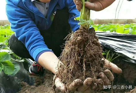 促进植物根系生长的方法？作物根系的四种生长状态？