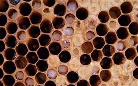 青霉素治中蜂烂子病有效吗？ - 蜂病防治 - 酷蜜蜂