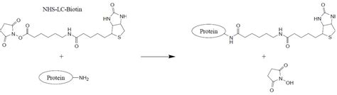 氨气溶于水时，大部分NH3与H2O以氢键(用“…”表示)结合形成NH3·H2O分子。根