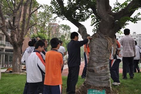 学校树造型教师风采图片下载_红动中国