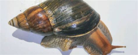 非洲大蜗牛 - 搜狗百科