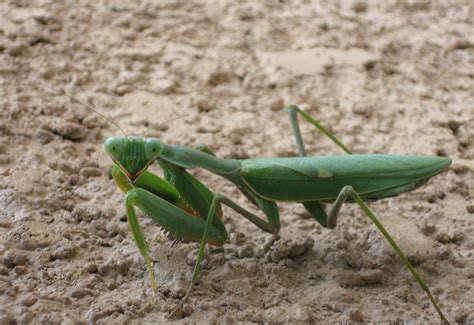 野生昆虫的螳螂高清图片下载-正版图片600663816-摄图网