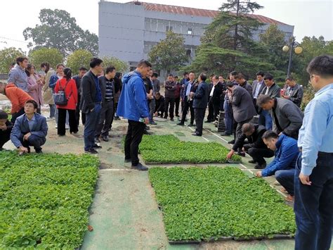 油菜毯状苗高效移栽技术在双季稻地区示范推广