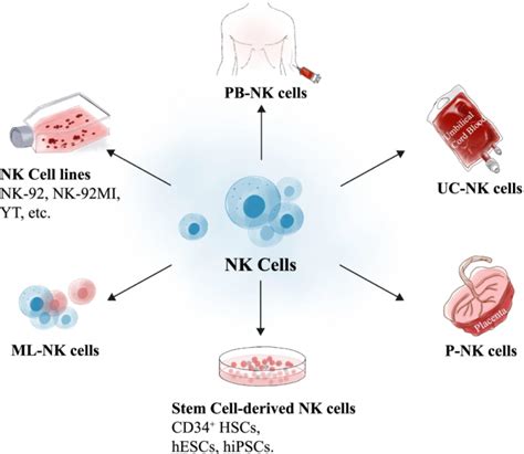 自然杀伤细胞,NK细胞是什么,NK细胞治疗,NK免疫细胞疗法,NK细胞免疫治疗_全球肿瘤医生网