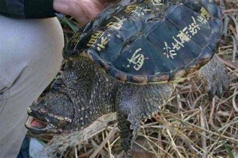 农村小伙河边钓上一只“神龟”，据说是外来物种，不知道该怎么办|外来物种|小伙|龟_新浪新闻