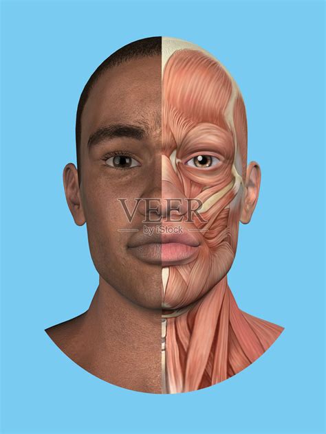 解剖学拆分面部和主要面部肌肉的正面视图。照片摄影图片_ID:166189500-Veer图库