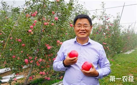 苹果新品种“秦月”已通过山西省果业局组织的专家鉴定-苗木新闻