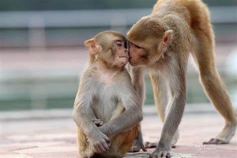猴与狗相配的婚姻如何 属猴属狗婚姻配对-十二星座网