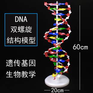 简约DNA双螺旋基因链图形图片素材免费下载 - 觅知网