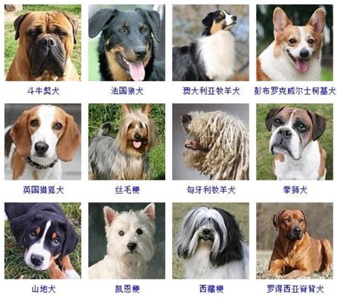 狗品种图片