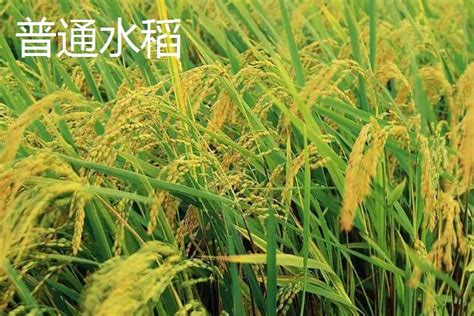 杂交水稻三系法介绍 - 农敢网