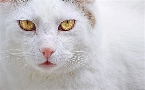 可爱猫咪的白色猫咪 - 素材公社 tooopen.com