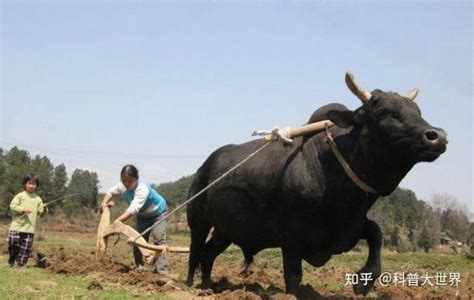 肉牛养殖技术 —【发财农业网】