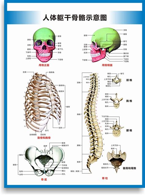 人体正面与背面的躯干骨骼结构-普画网