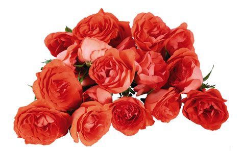 玫瑰花元素素材下载-正版素材400607591-摄图网