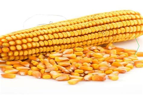 郑单958玉米种子的批发大田耐旱杂交饲料玉米棒子籽 高产玉米种子-阿里巴巴