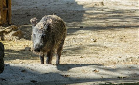 欧洲野猪高清图片下载-正版图片306919424-摄图网