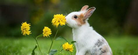关于兔子的可爱网名 清新范兔子的宠物网名_知秀网