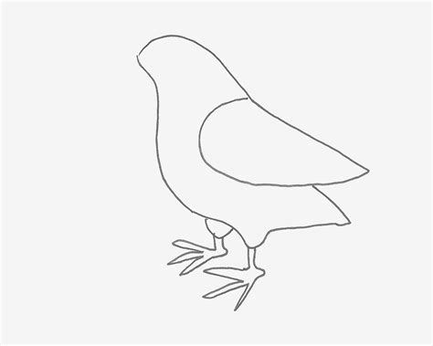 和平鸽叼着橄榄枝简笔画-露西学画画