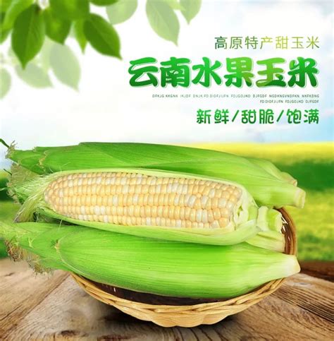 VC果园：今日玉米价格多少钱一斤？2020年10月玉米价格行情预测_VC果园_VC果园代理_VC果园总代-VC果园官网