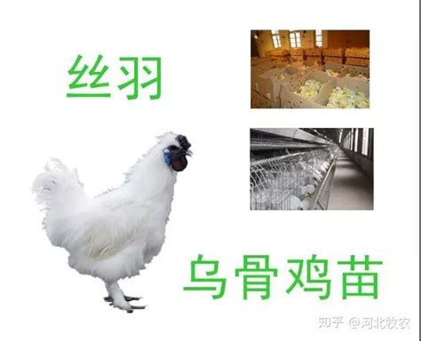 鸡解剖 (4)-动物模型-河南恒之奇实业有限公司