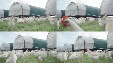 家禽,食品加工厂,鸡肉,工厂,工业,传送带,空的,成一排,在上面摄影素材,汇图网www.huitu.com