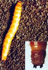 金针虫成虫图片