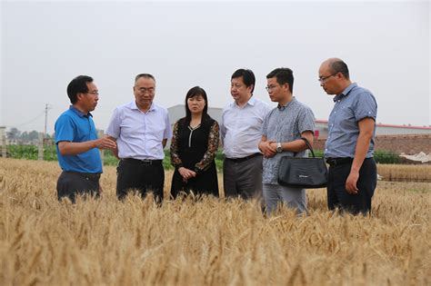 校长梁留科一行赴河南科技学院小麦育种基地考察-生命科学学院