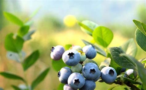 蓝莓为什么不长叶子 —【发财农业网】
