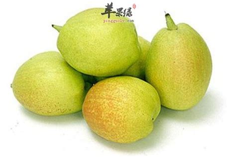 【专享】玉露香梨 中国大美梨之称一箱11个装 约5斤重【仅发江、浙、沪，其他地区不发货】