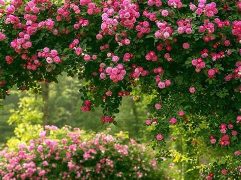 蔷薇花语是什么 - 花百科