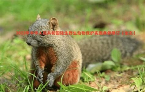 2023年中华人民共和国陆生野生动物保护实施条例修订【全文】 - 行政法规 - 律科网