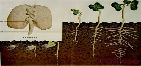 绿豆的生长过程 - 趣智分享