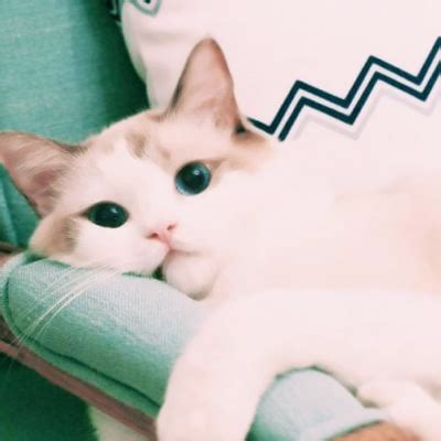qq头像非主流猫