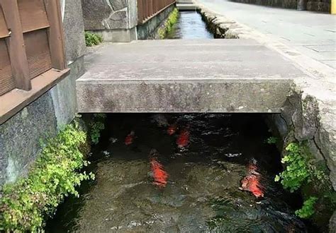 日本还可以干净成这样 路边水沟里居然有锦鲤游来游去!|水沟|锦鲤|郡上_新浪新闻