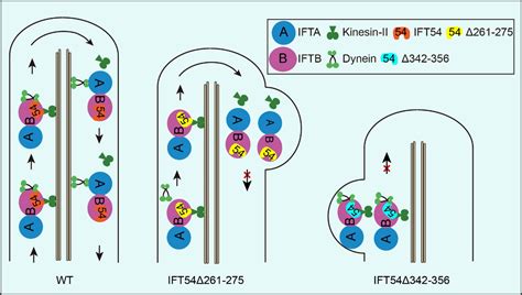 Cell：揭示人类伴侣蛋白TRiC指导微管蛋白折叠机制