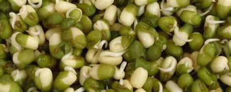 在家怎么生绿豆芽 简单几步，在家发出纯天然绿豆芽，健康零添加，吃的放心 | 说明书网