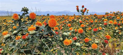 农民丰收丨新疆察布查尔：红花朵朵开 收入节节升 -天山网 - 新疆新闻门户