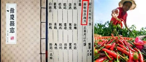 贵州辣椒，一段不得不说的余庆历史……_种植