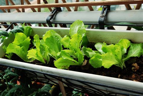 种菜盆 阳台透气种植箱 种花种菜盆花盆长方形种菜箱屋顶花箱-阿里巴巴