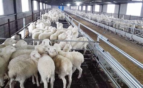 肉羊的养殖利润与成本及前景分析-新乡市新东机械