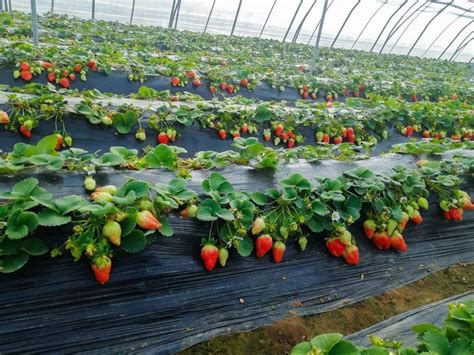 吃的草莓是花托还是果实？ | 说明书网
