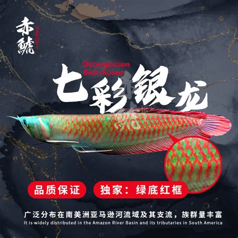 白子银龙鱼:七彩银龙怎么来的 - 白子黄化银龙鱼 - 广州观赏鱼批发市场