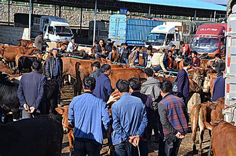 厦门岛内全面禁止活禽交易 仍有商家公开叫卖 - 城事 - 东南网厦门频道