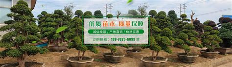 苗木种类-九江市柴桑区庐山林木种苗有限公司